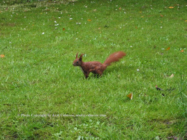 Eichh�rnchen 1