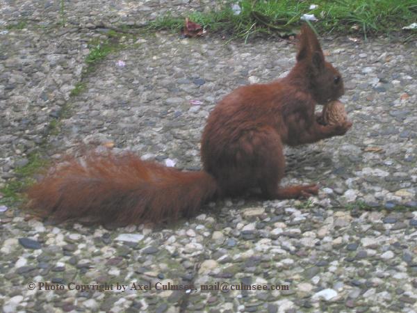 Eichh�rnchen 2