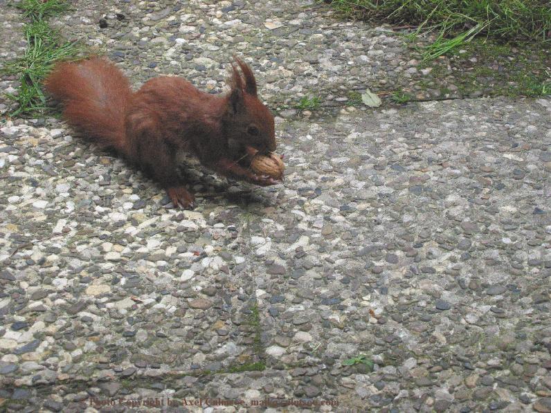 Eichh�rnchen 3