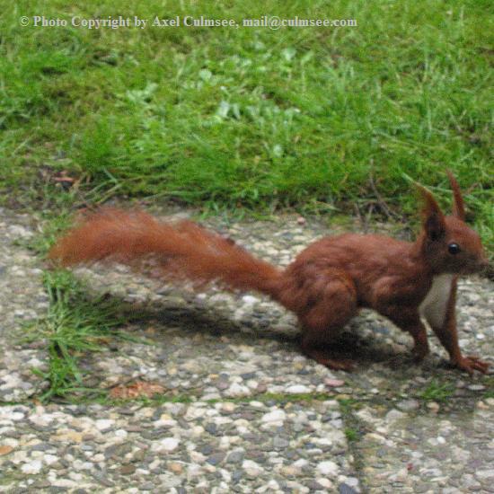 Eichh�rnchen 5
