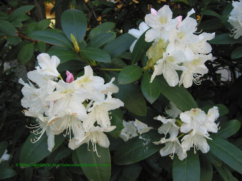 Rhododendron 2