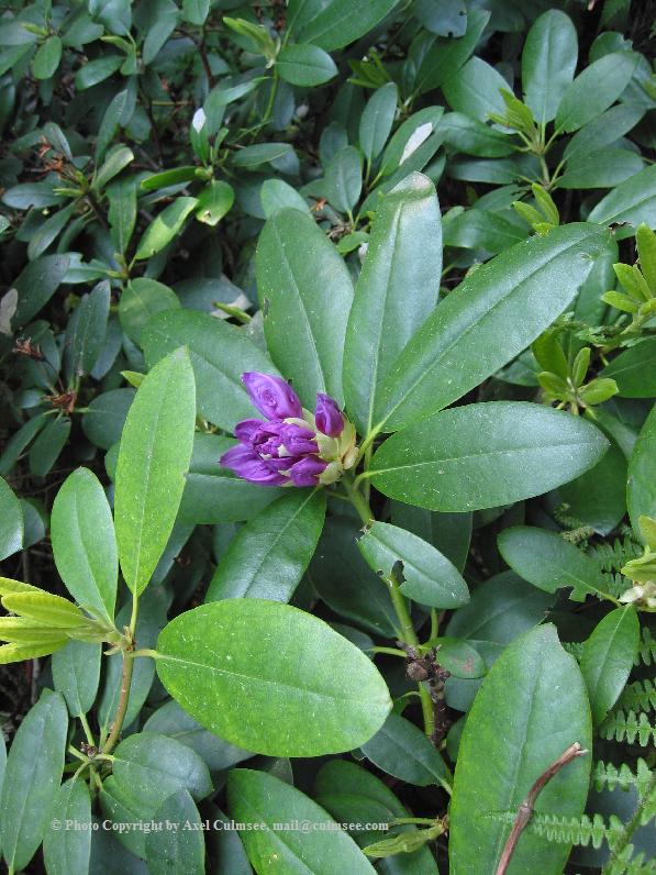 Rhododendron 3