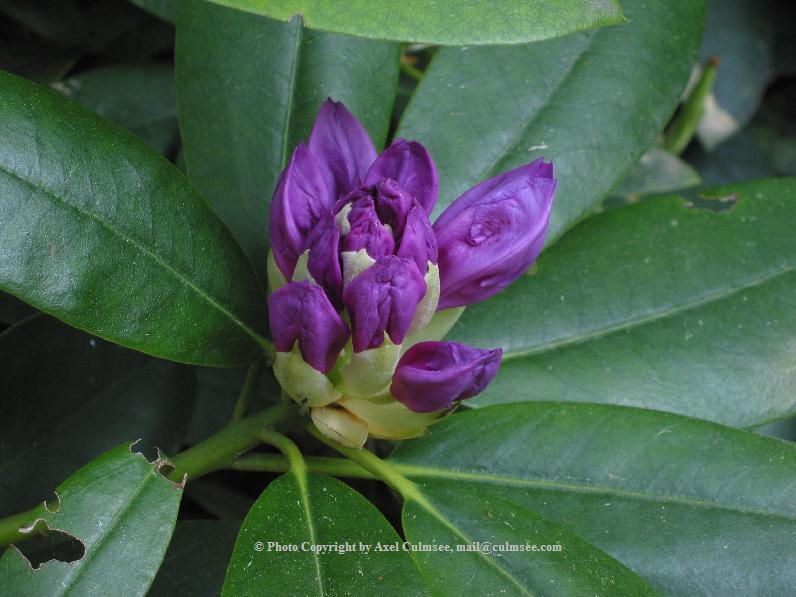 Rhododendron 4