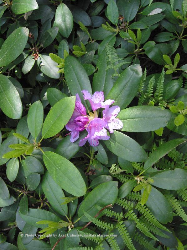 Rhododendron 5