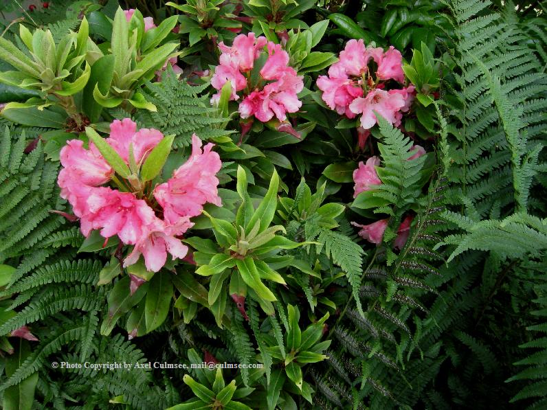 Rhododendron 8