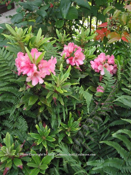 Rhododendron 9