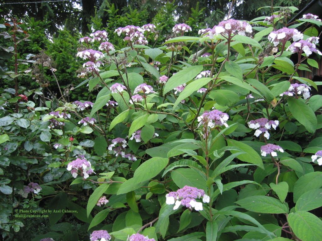 Samthortensie 5